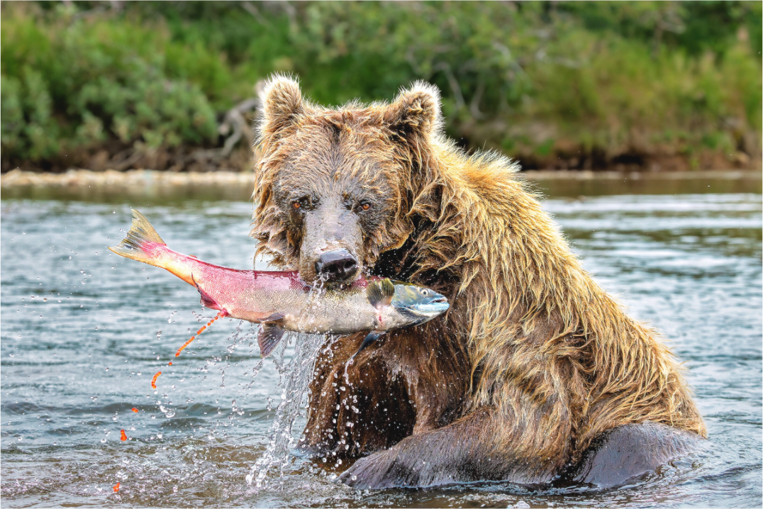 Main image Brown Bear Catches Sockeye Salmon