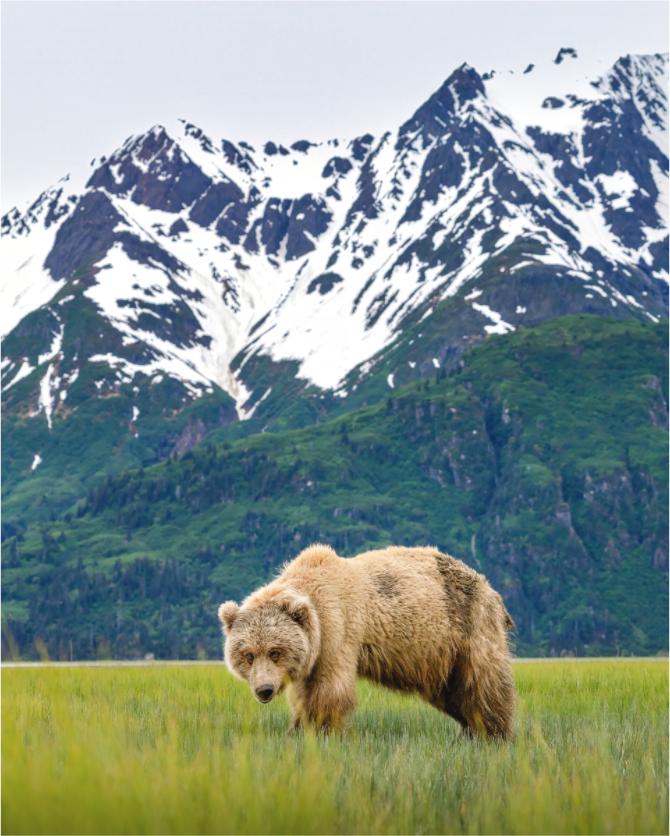 Main image Brown Bear Lake Clark Alaska