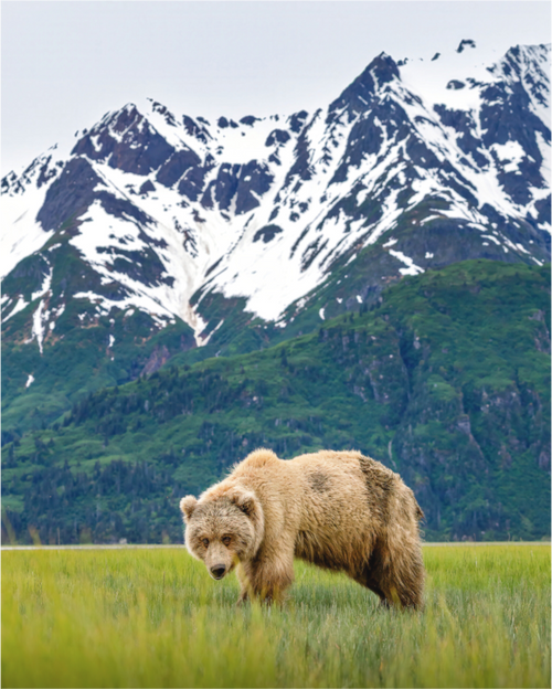 Main image Brown Bear Lake Clark Alaska